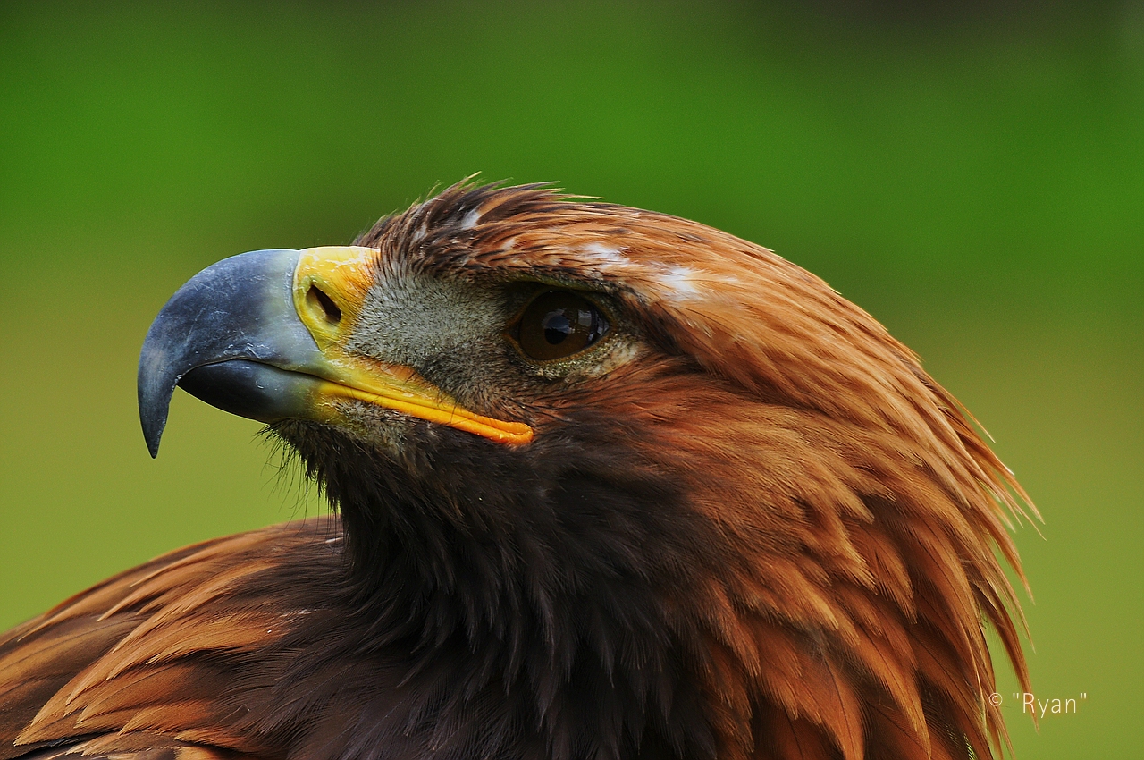 Steinadler