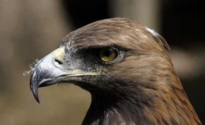 Steinadler