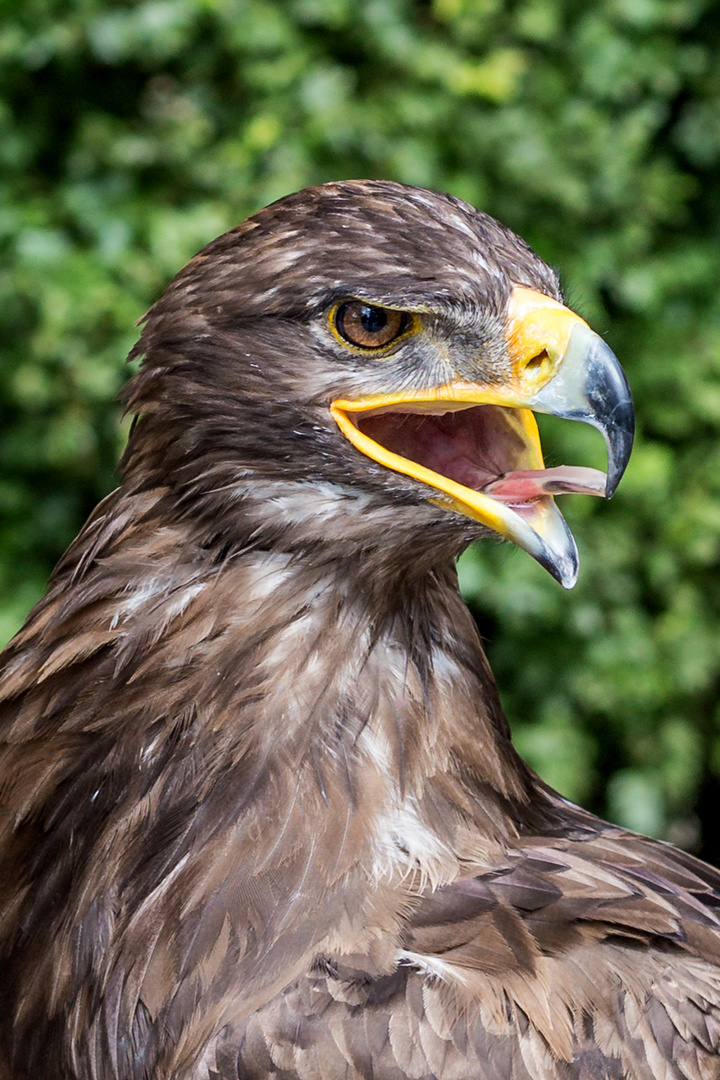 Steinadler