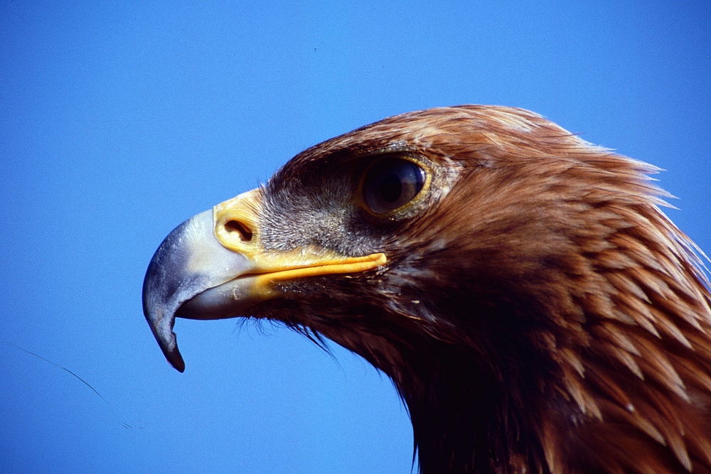 Steinadler (12)