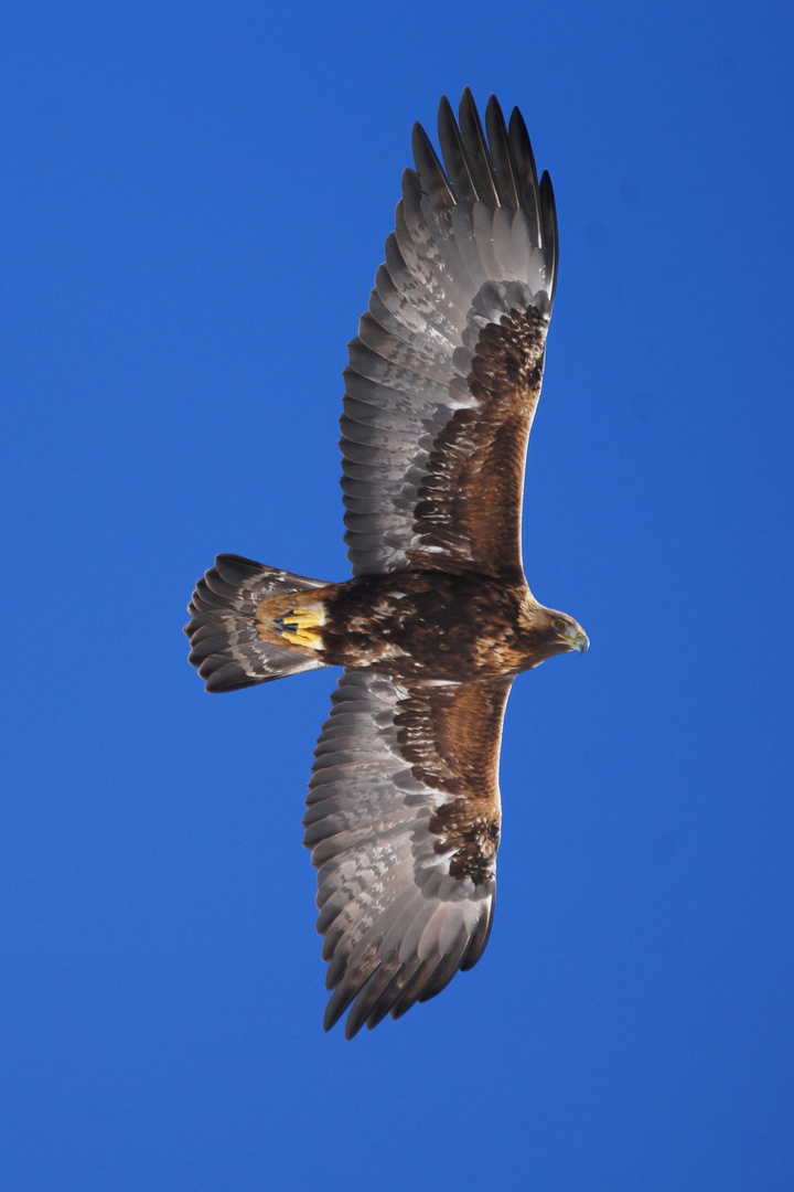 Steinadler