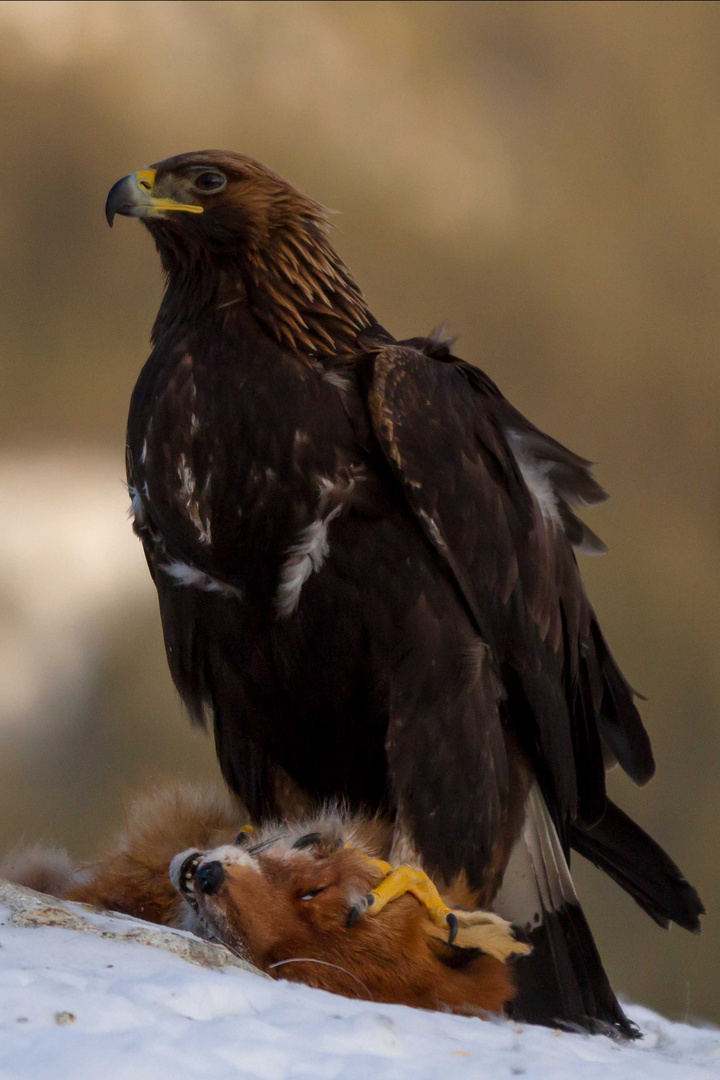 Steinadler