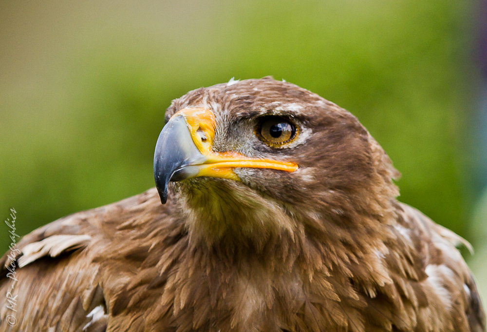 Steinadler