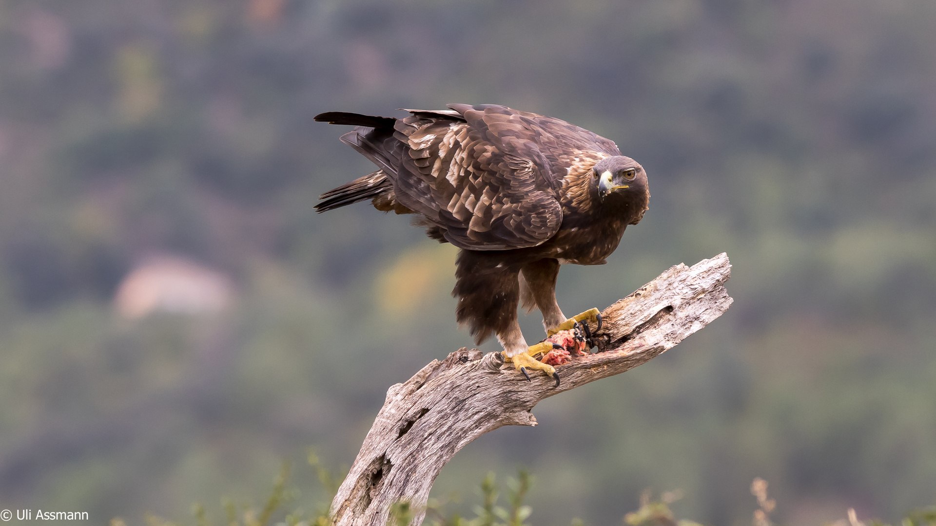 Steinadler