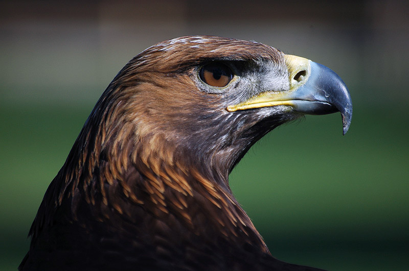 Steinadler