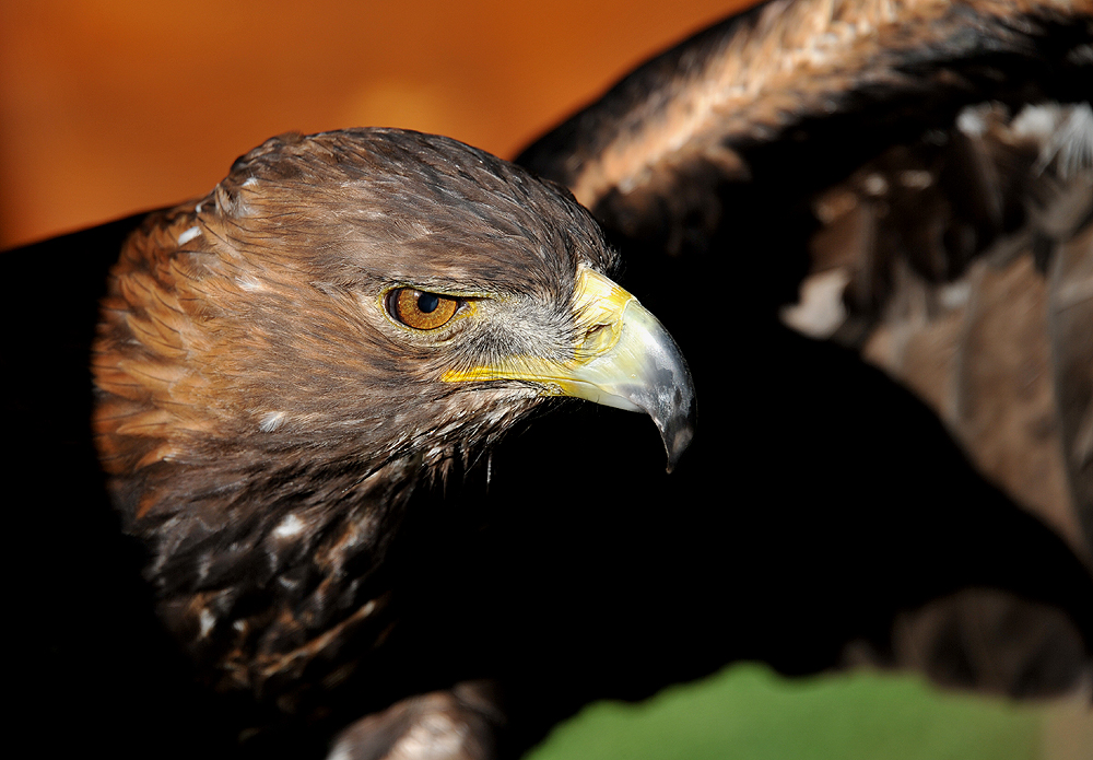 Steinadler