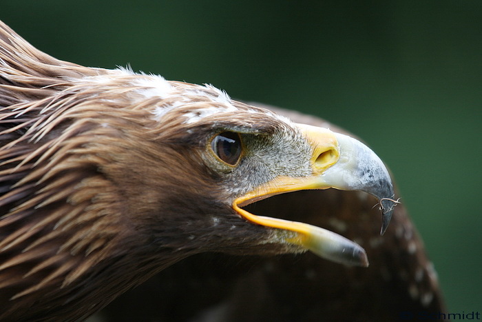 Steinadler