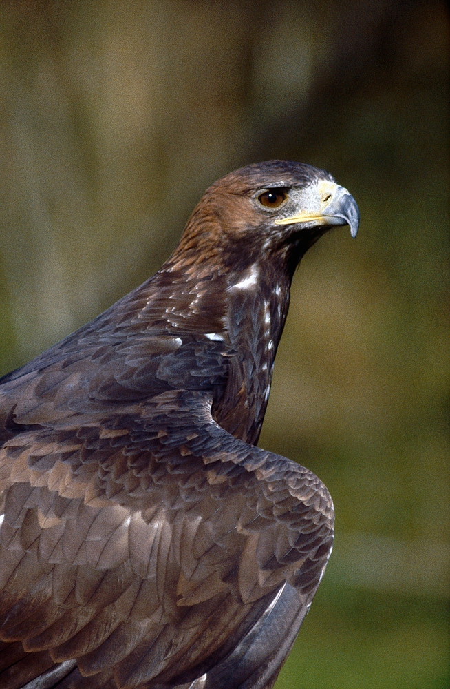 Steinadler (2)