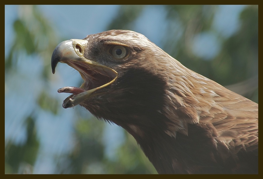 Steinadler 2