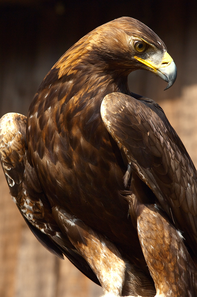 Steinadler