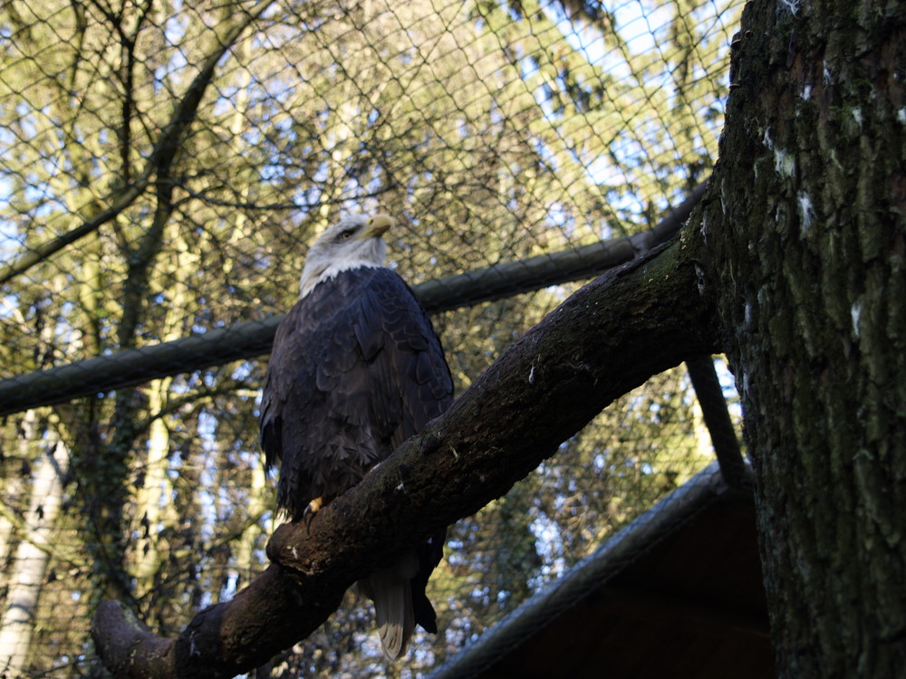 Steinadler