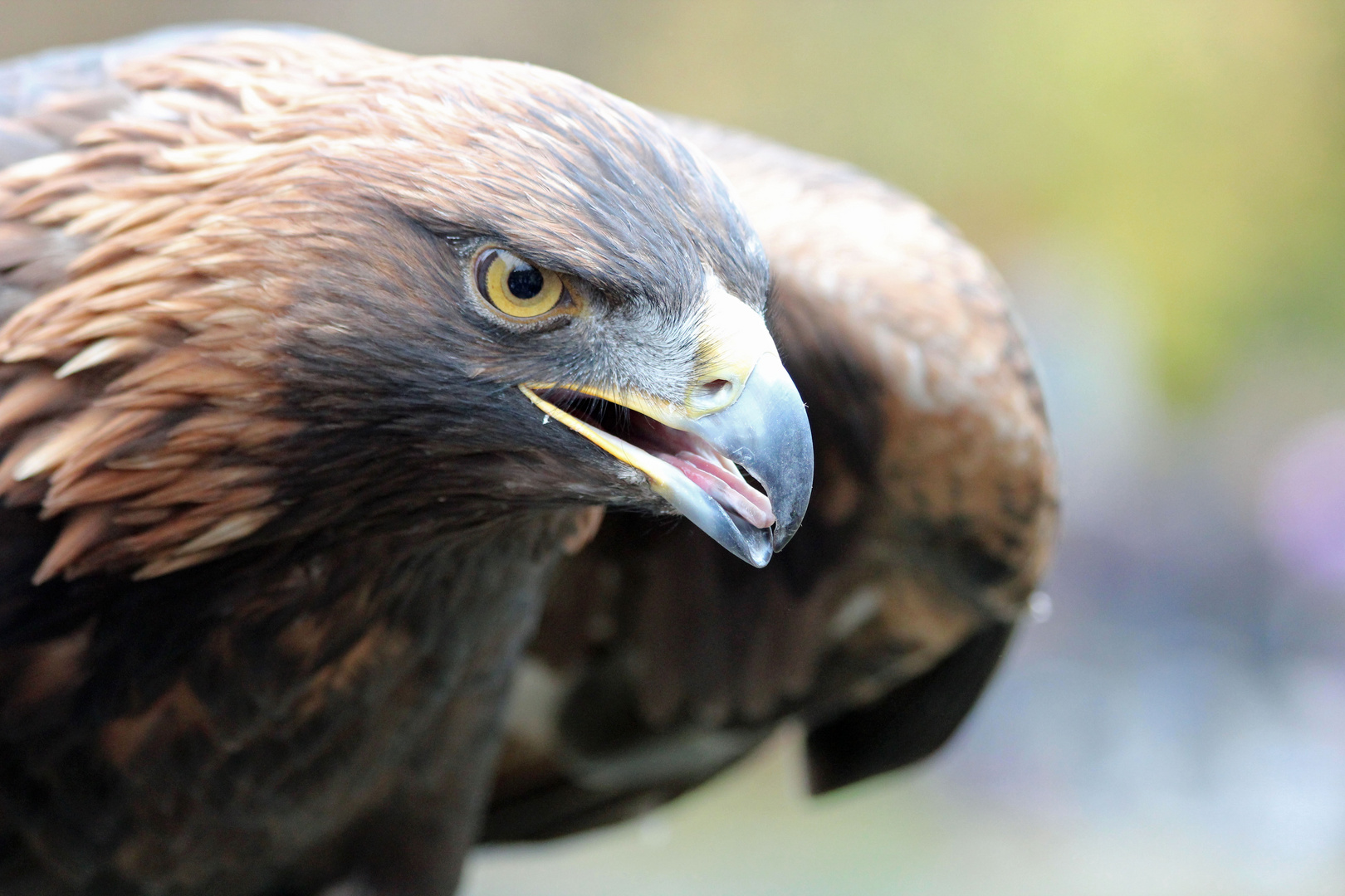 Steinadler