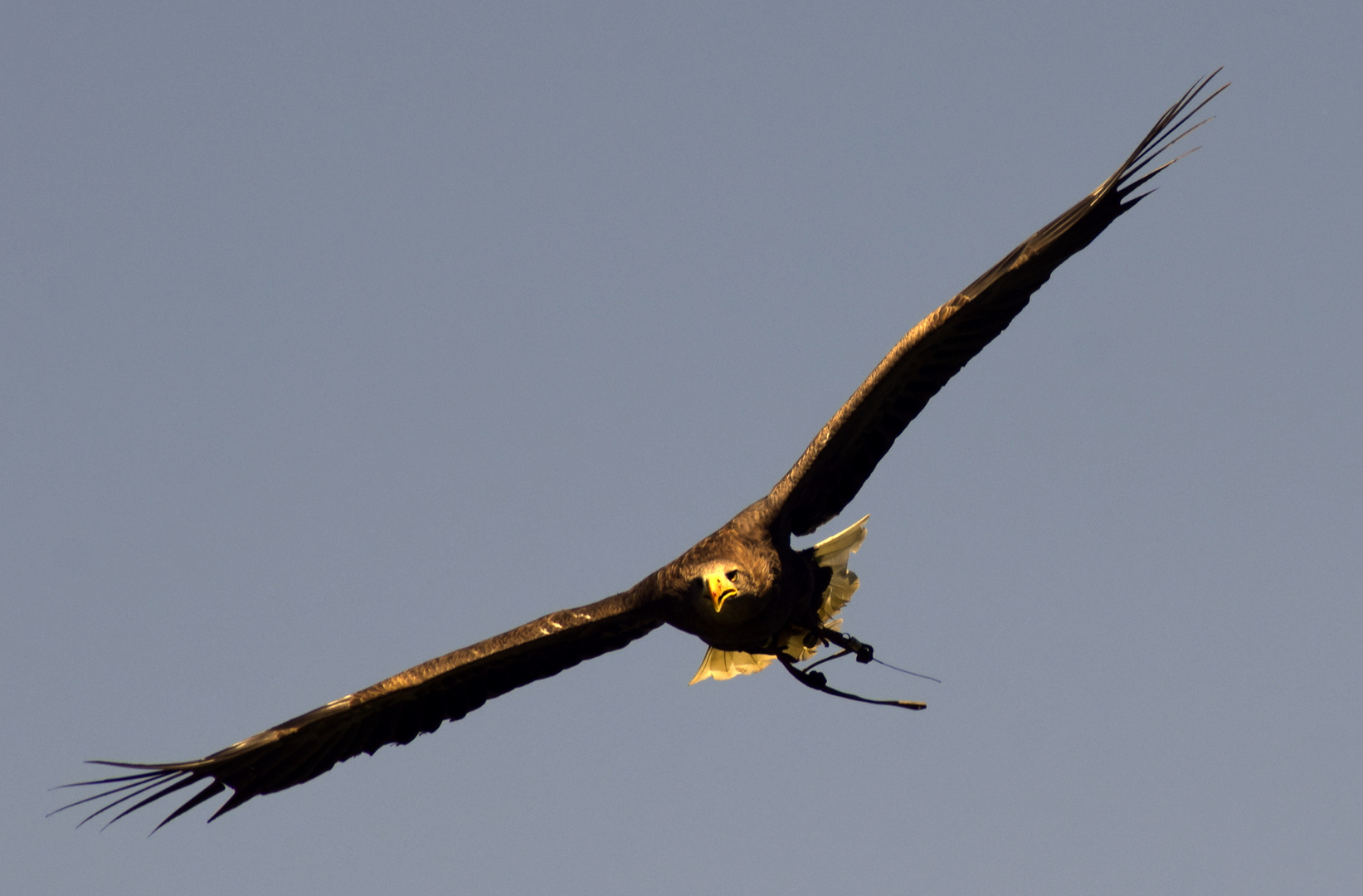 Steinadler