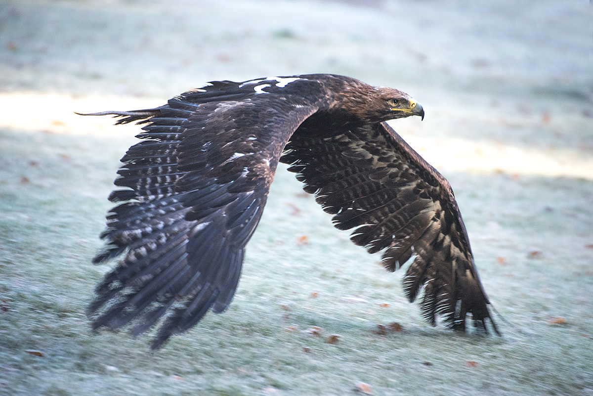 Steinadler