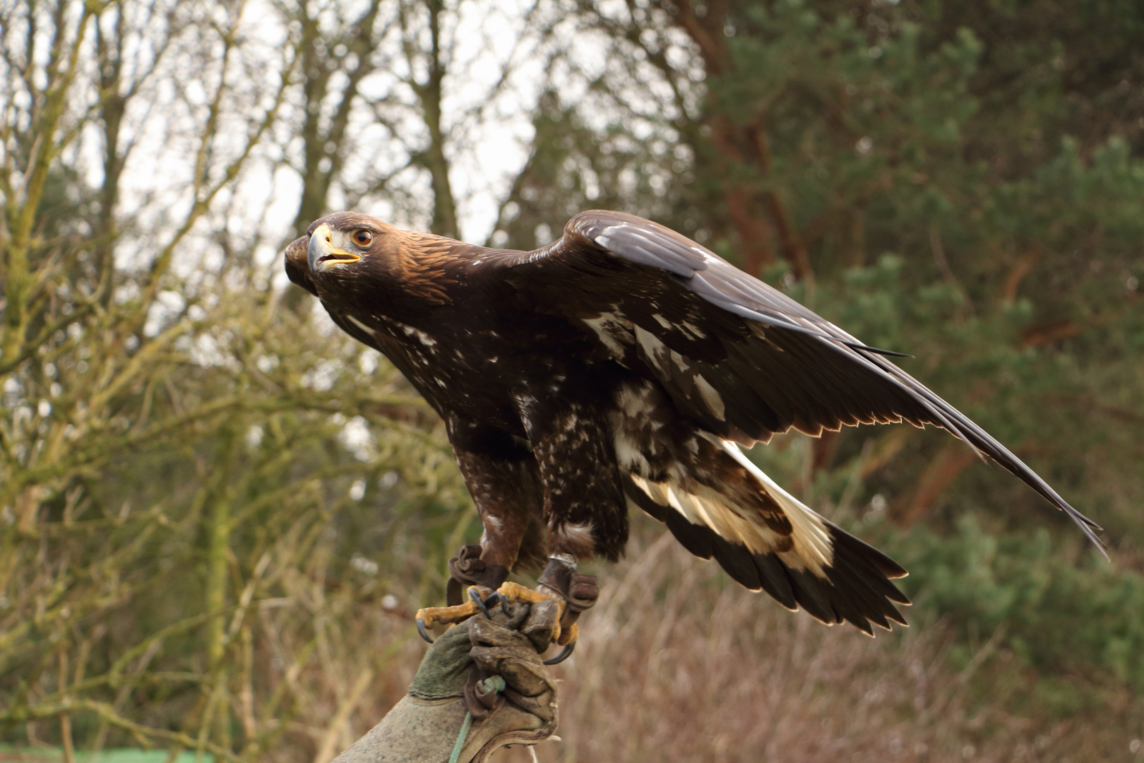 Steinadler