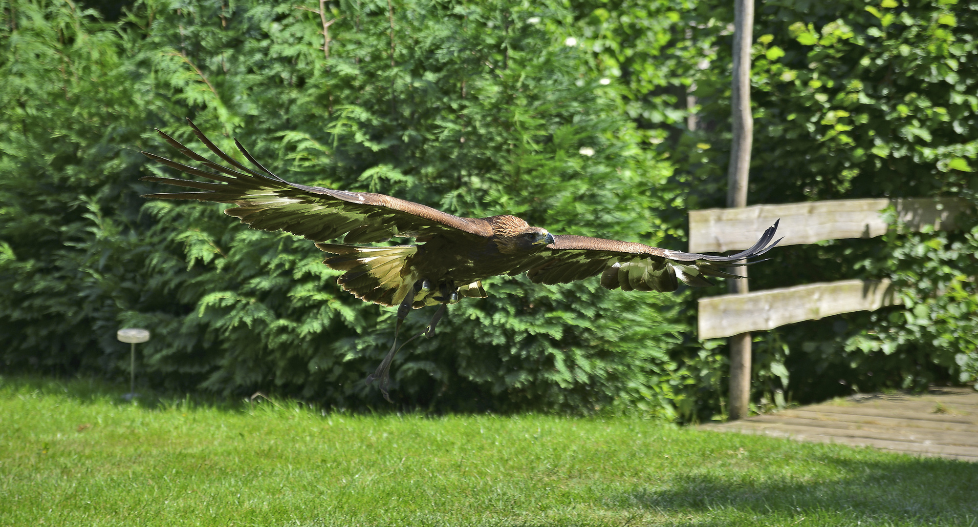 Steinadler