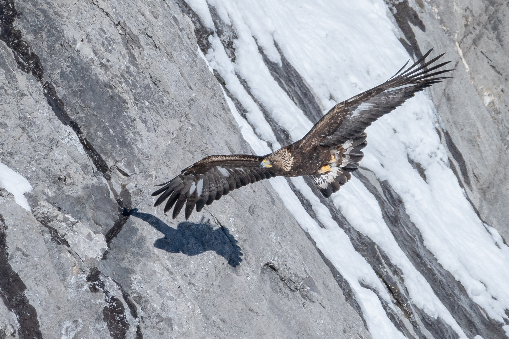 Steinadler