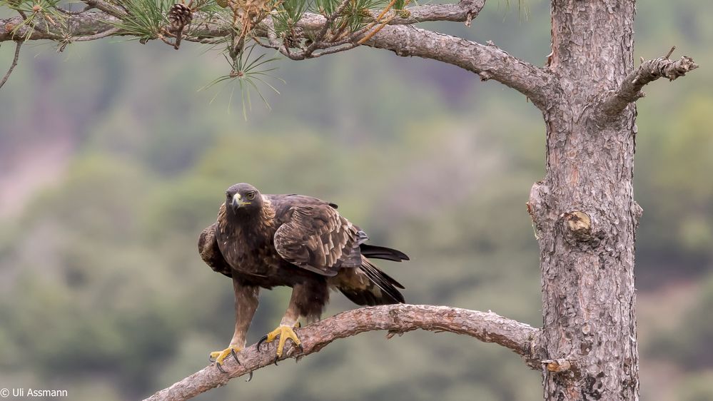 Steinadler 