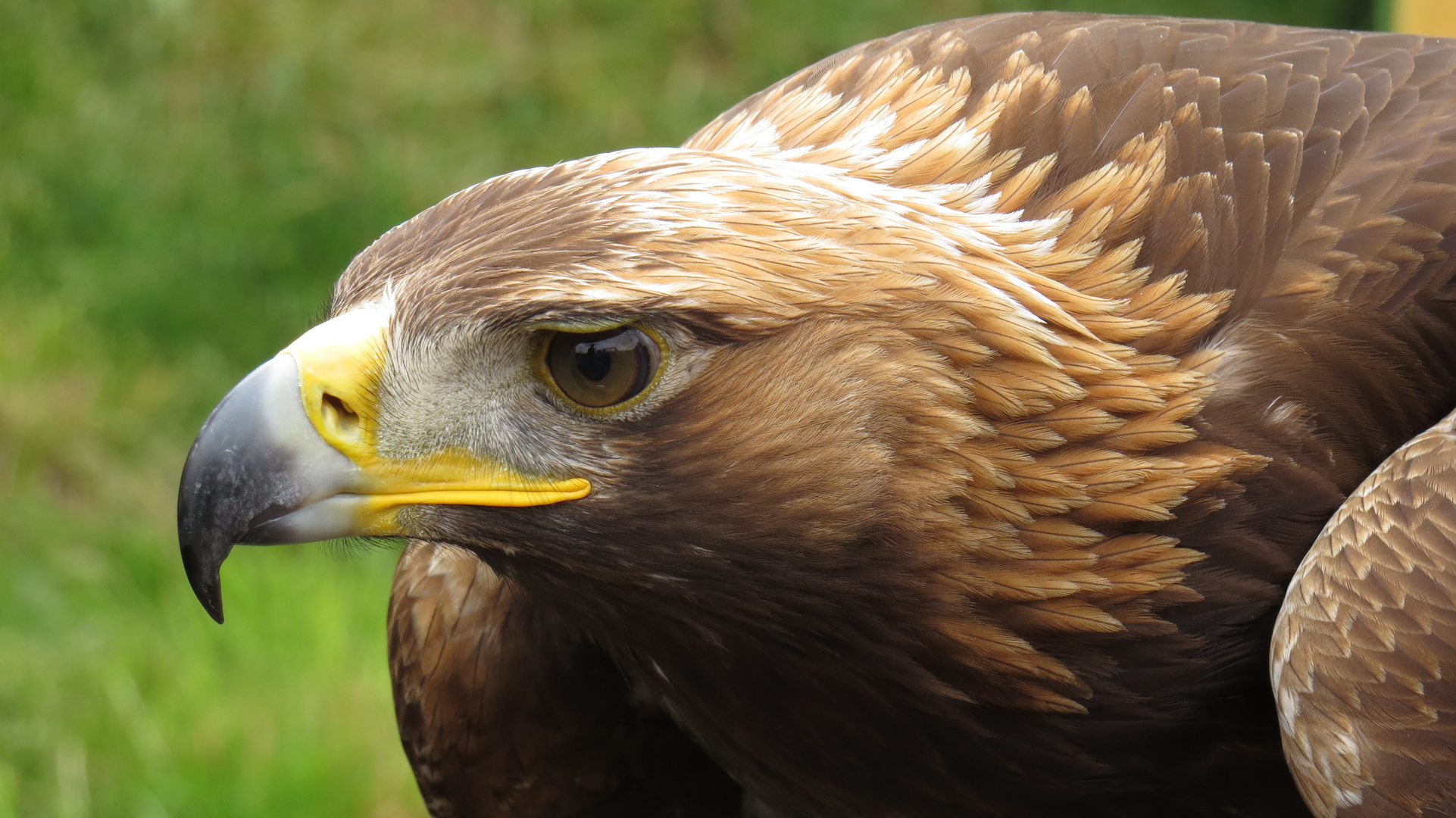 STEINADLER