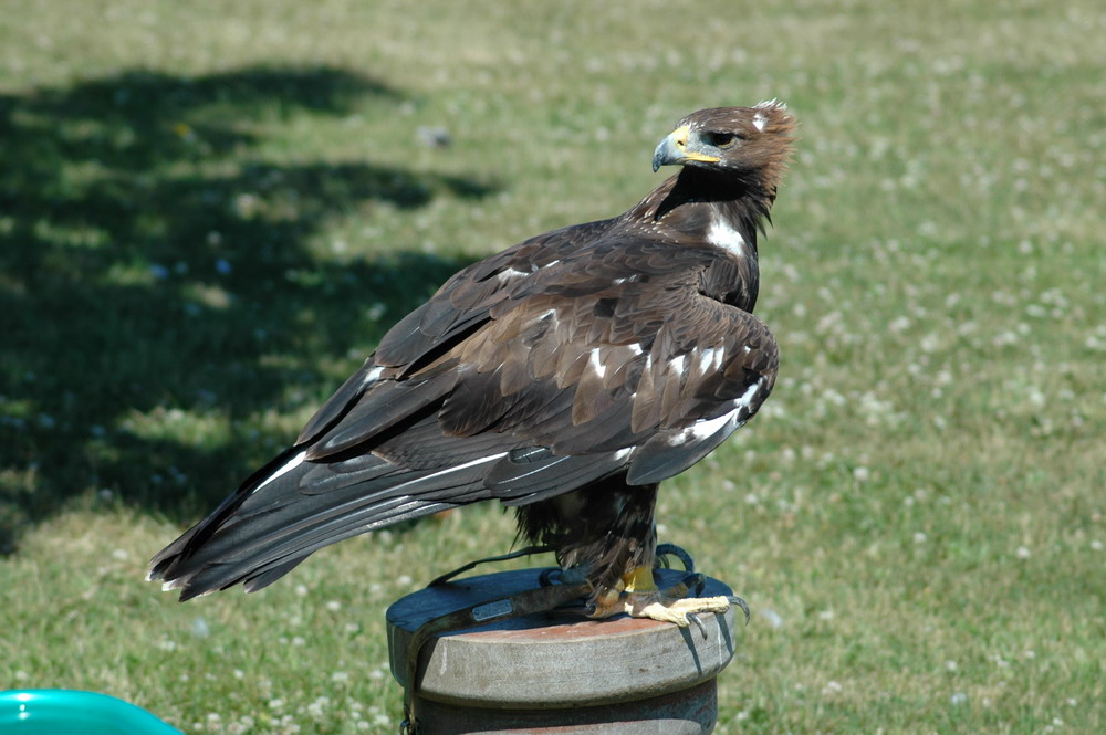 Steinadler