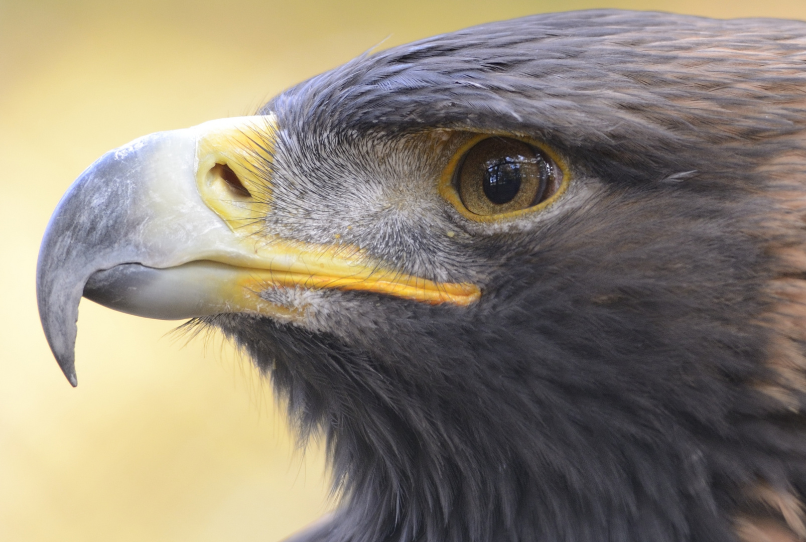 Steinadler