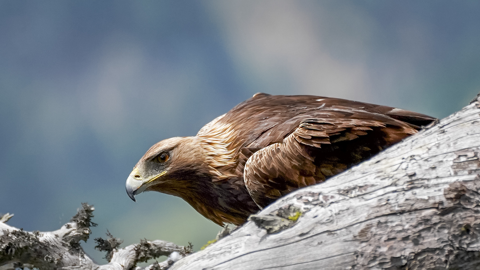 Steinadler