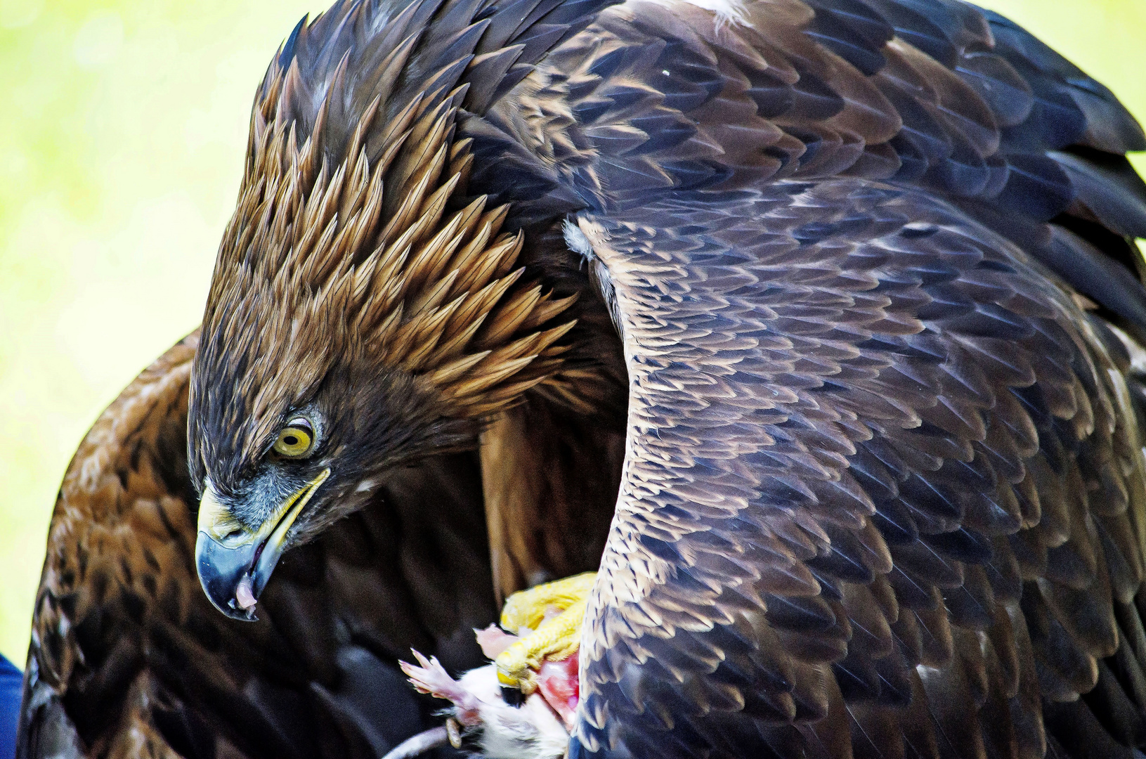 Steinadler