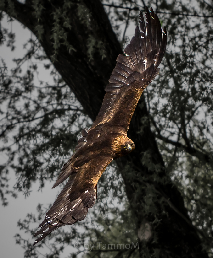 Steinadler