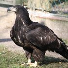 Steinadler