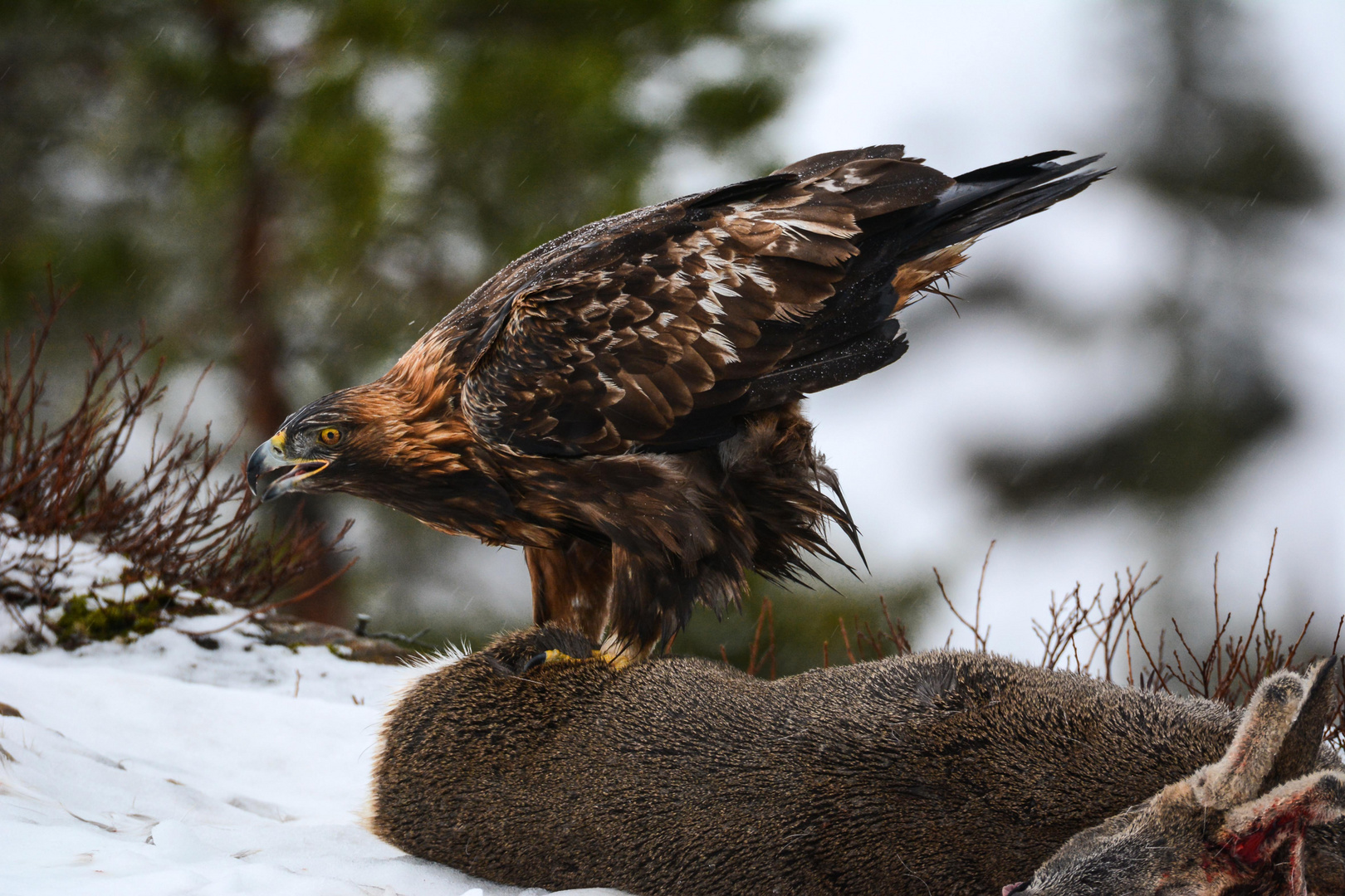 Steinadler 