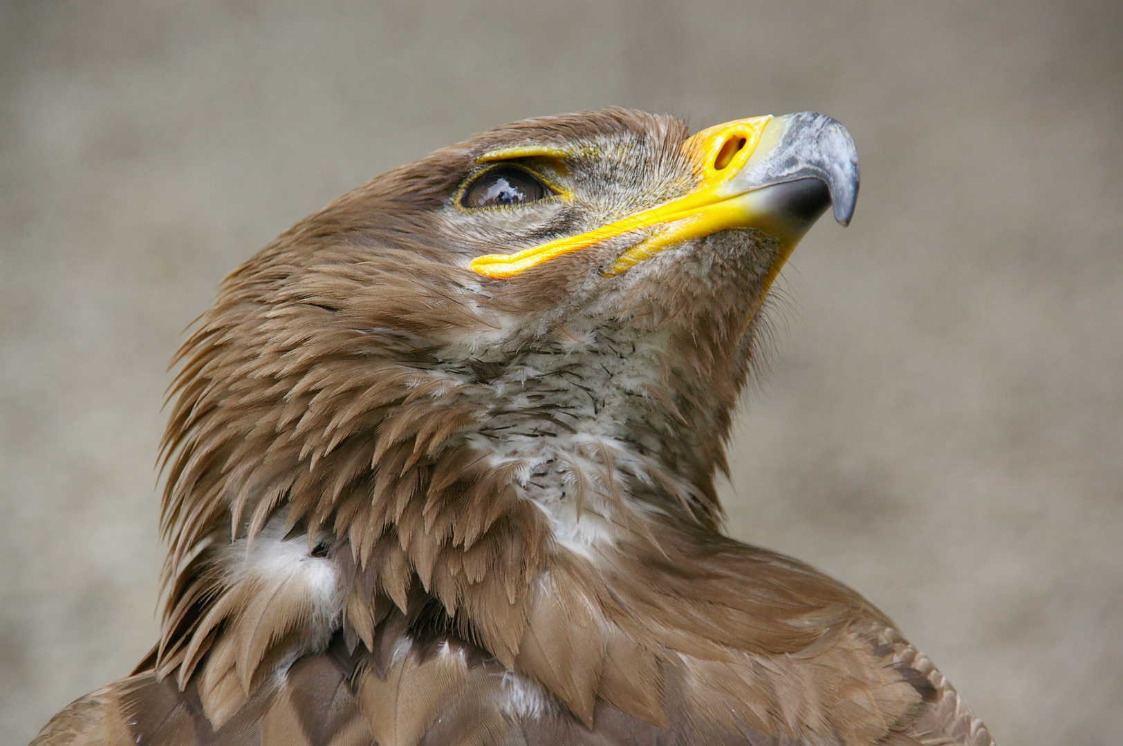 Steinadler