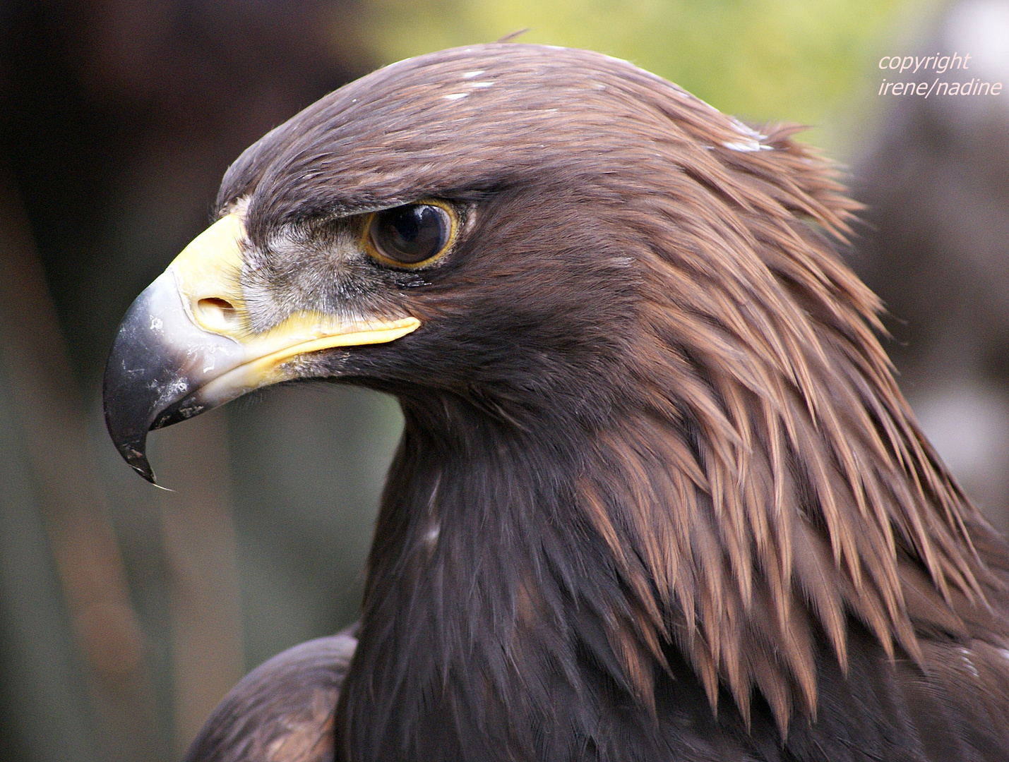 STEINADLER...