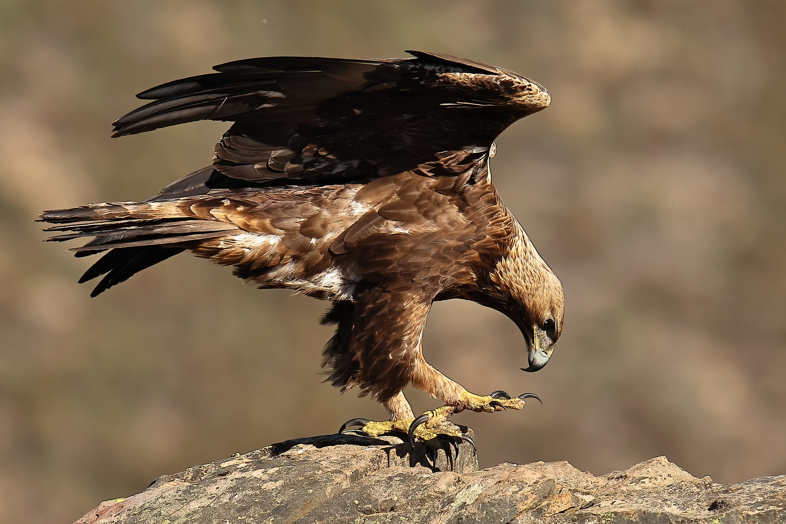 Steinadler