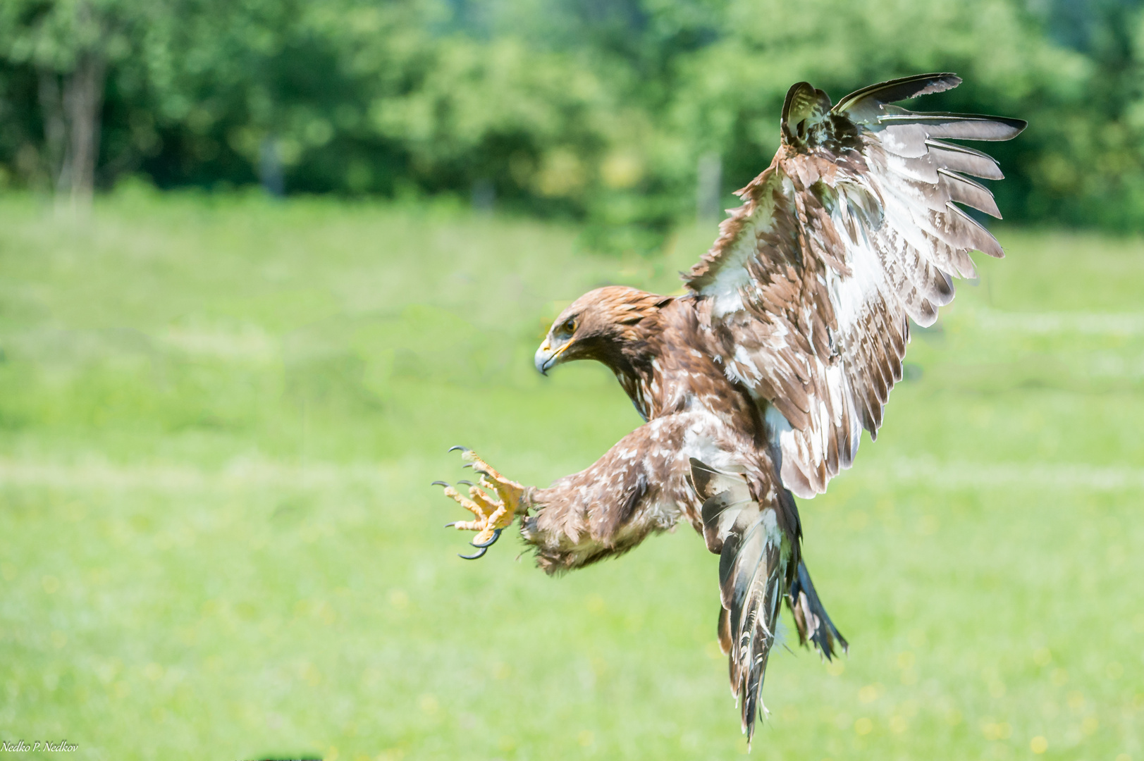 Steinadler