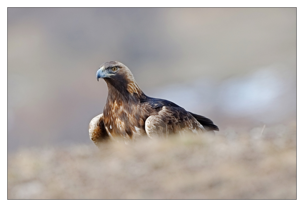 Steinadler