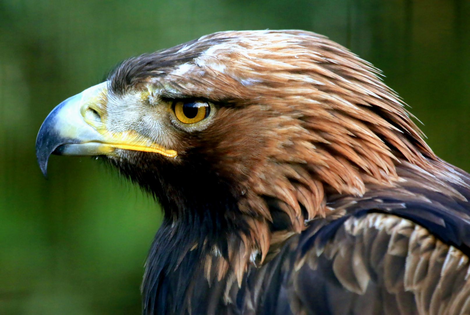 Steinadler