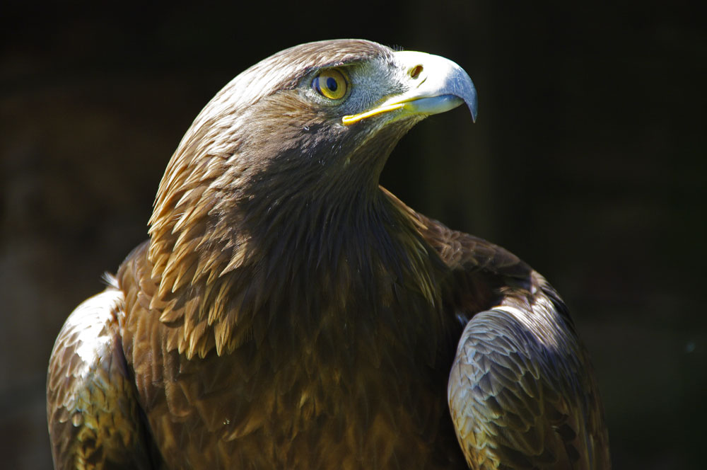 Steinadler