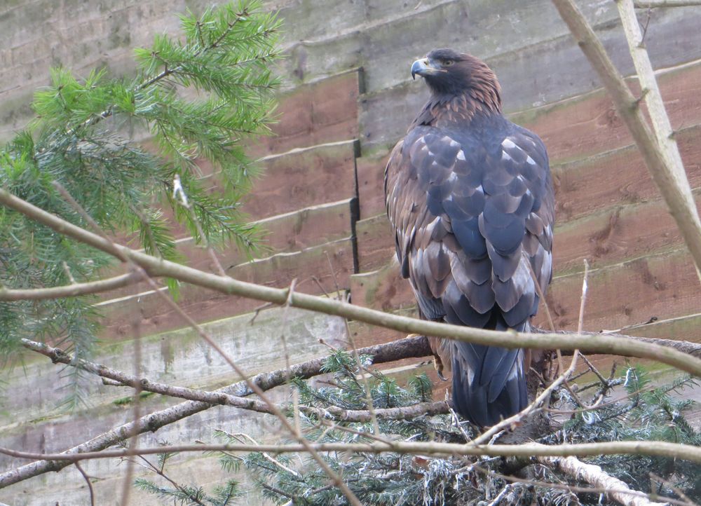 Steinadler