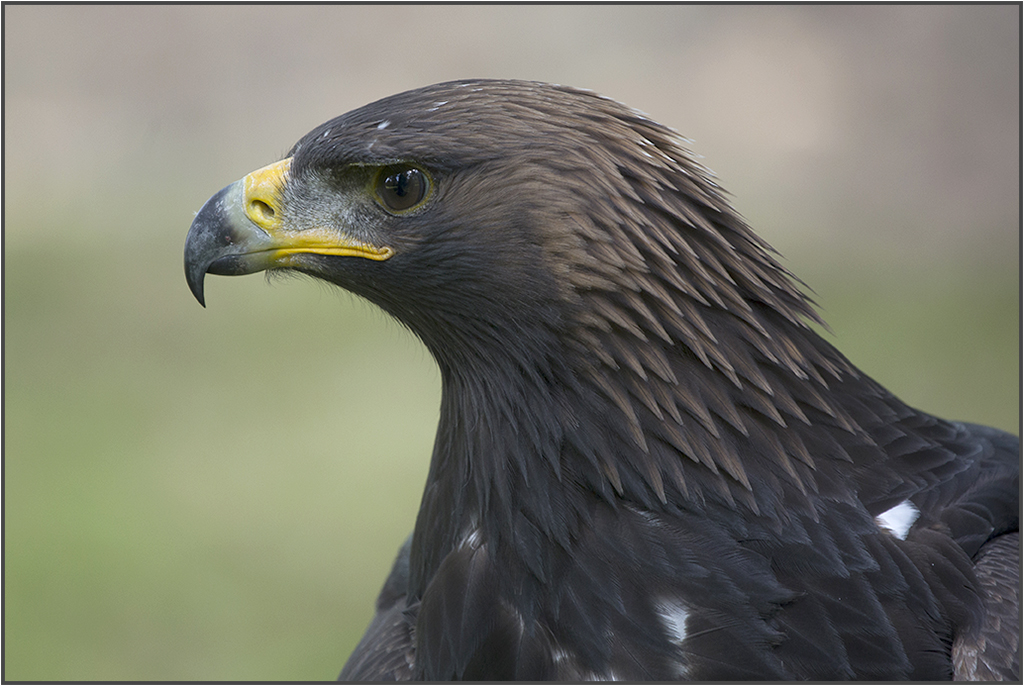 Steinadler