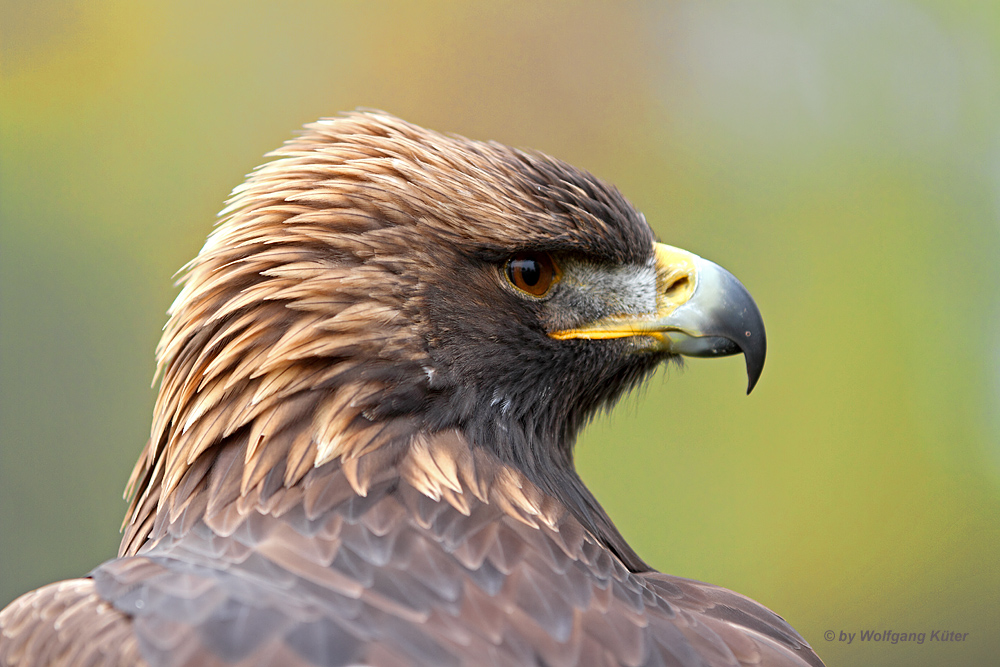 Steinadler