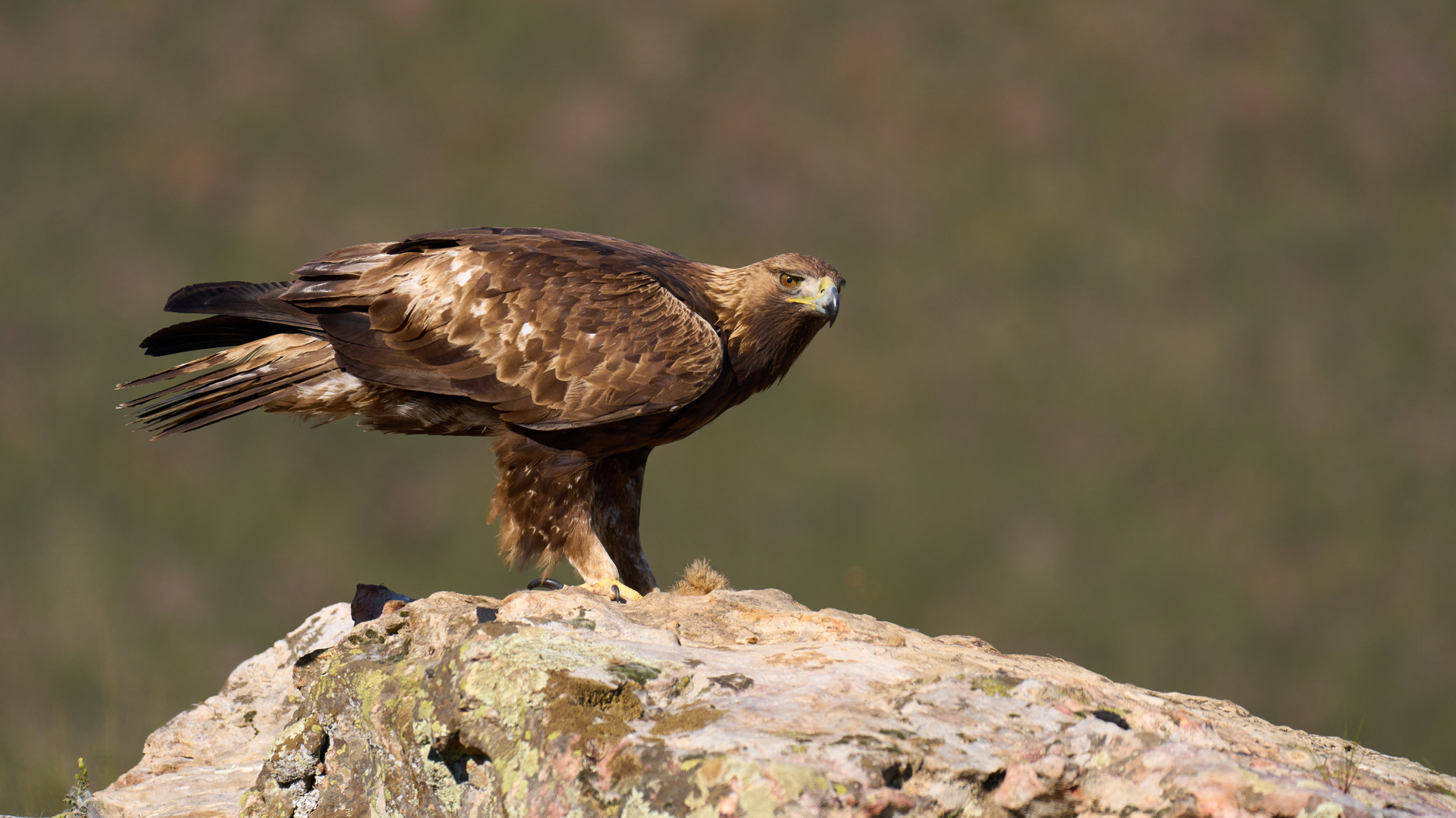 Steinadler 