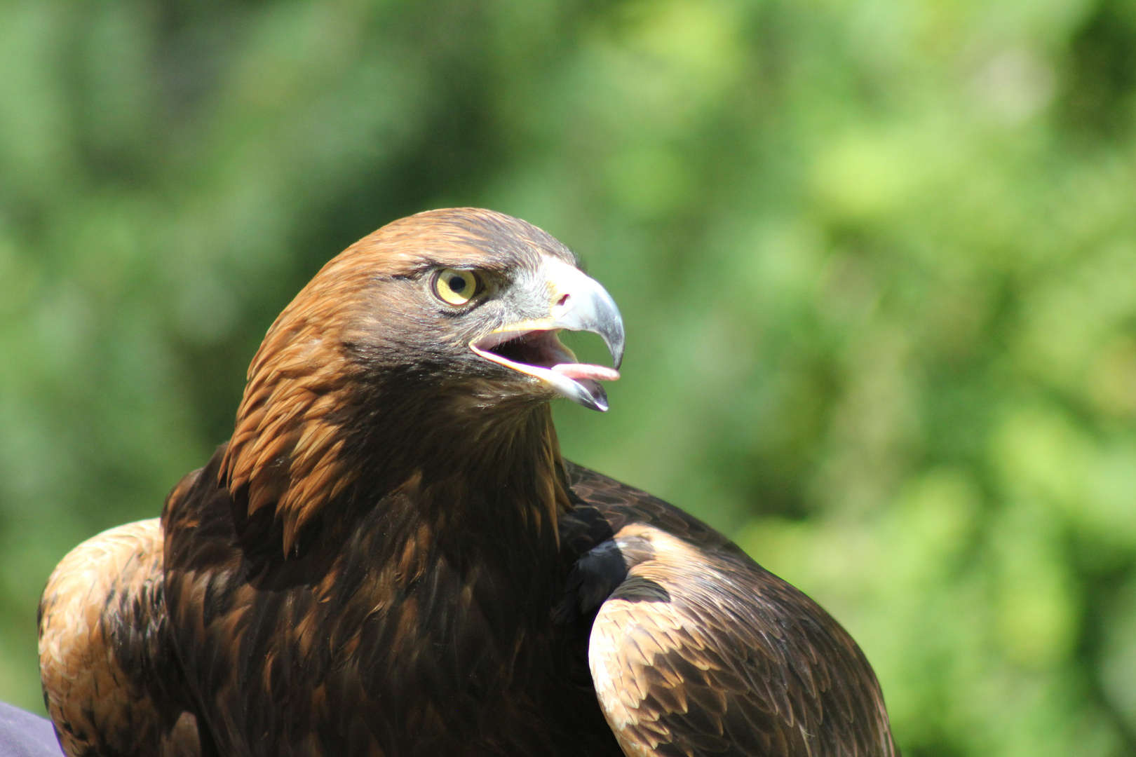 Steinadler