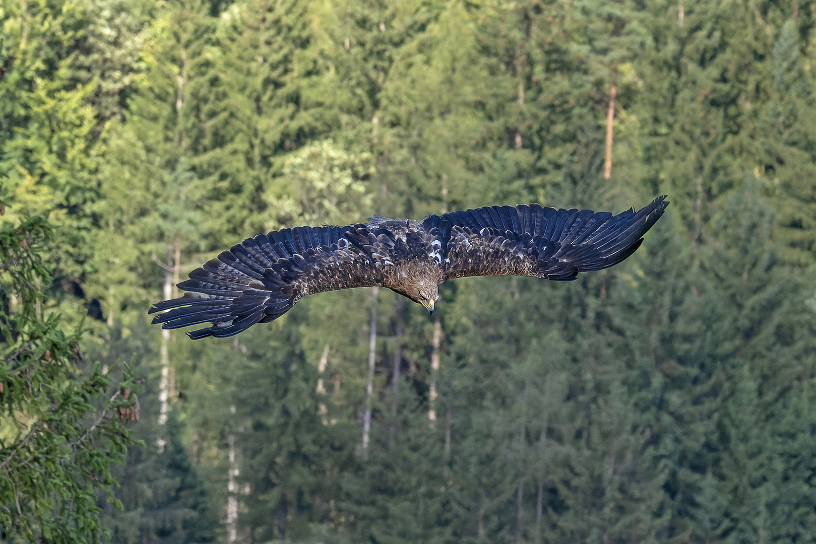 Steinadler