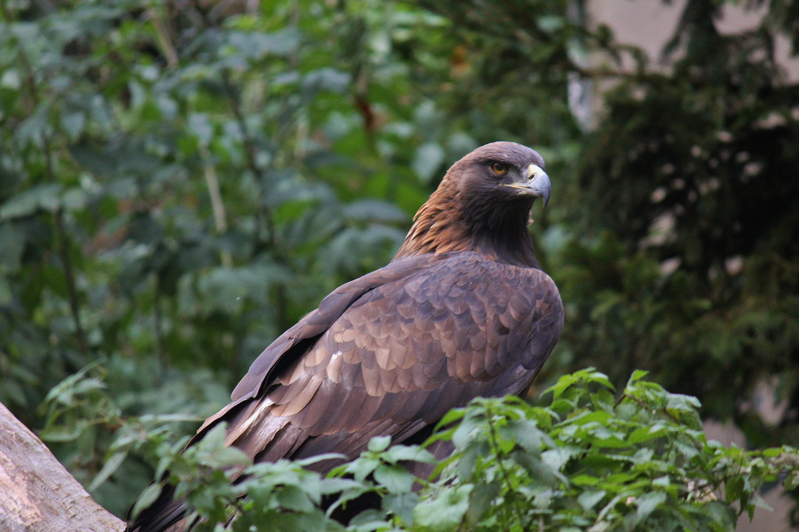 Steinadler