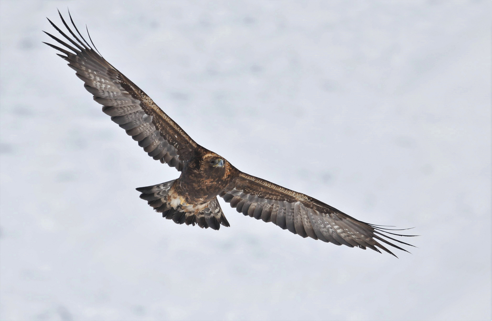 Steinadler 