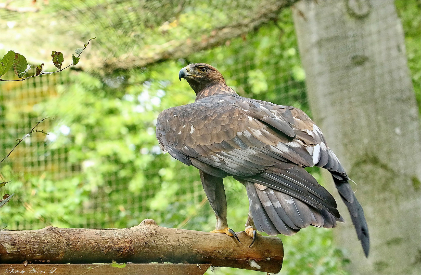 Steinadler