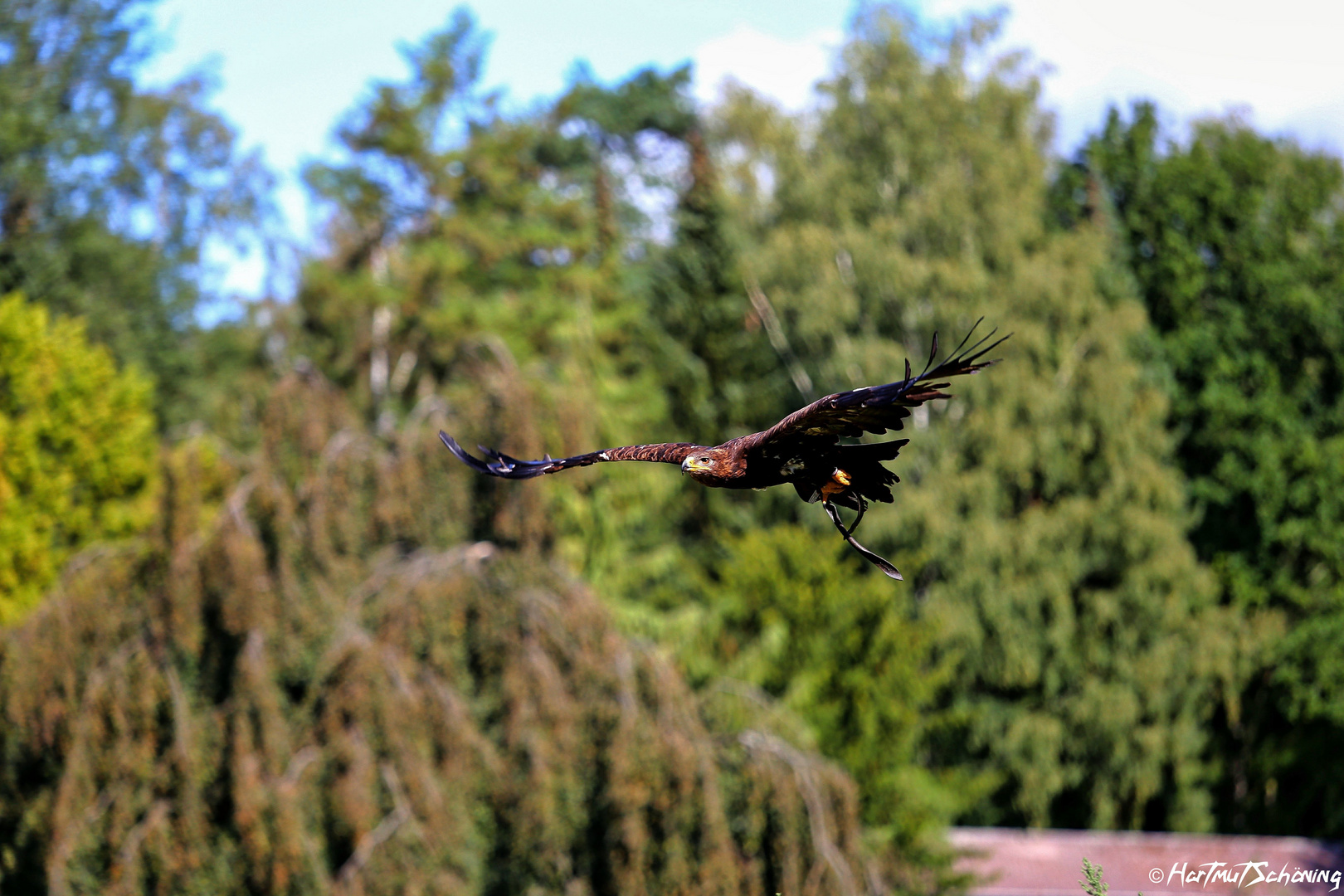 Steinadler