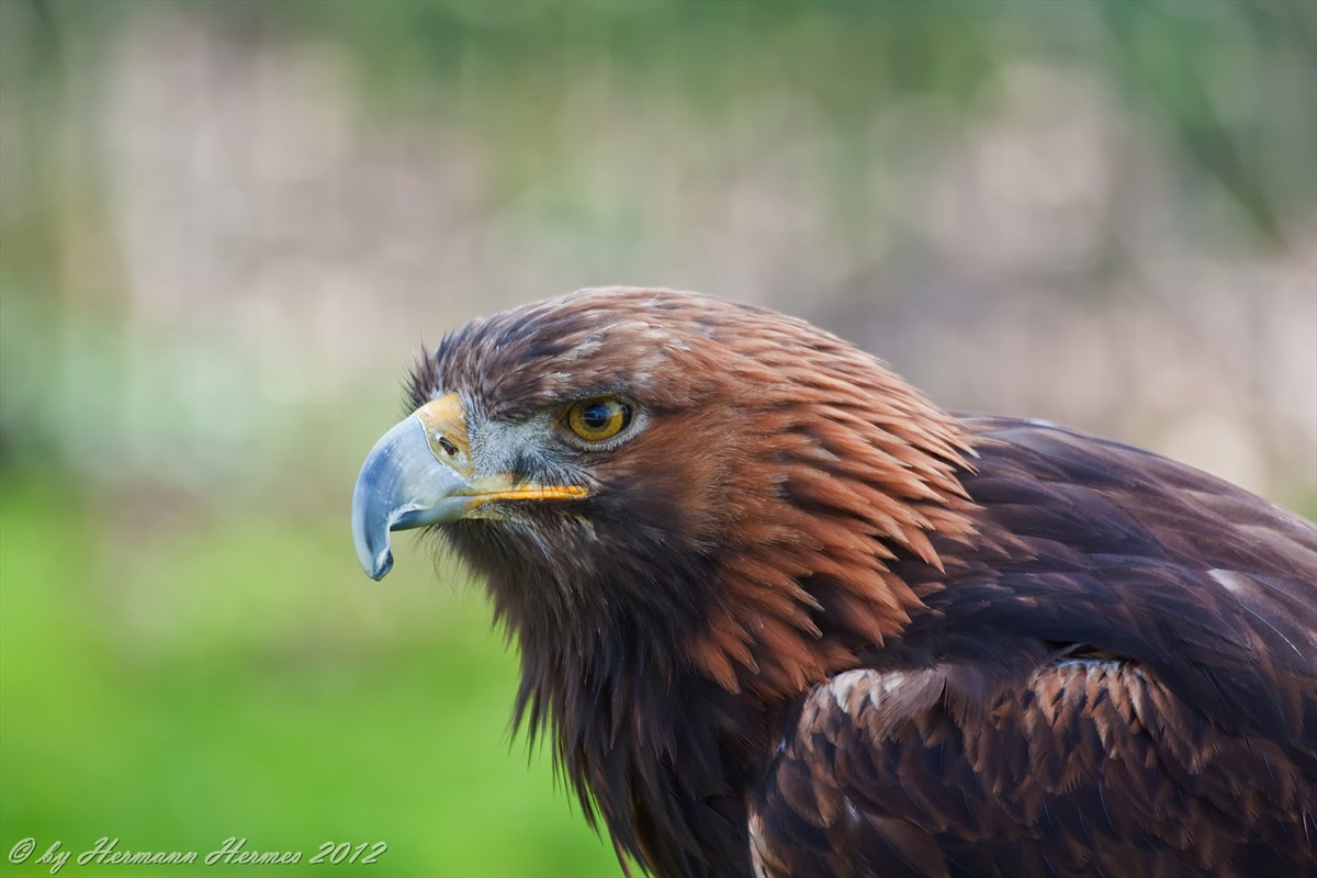 Steinadler