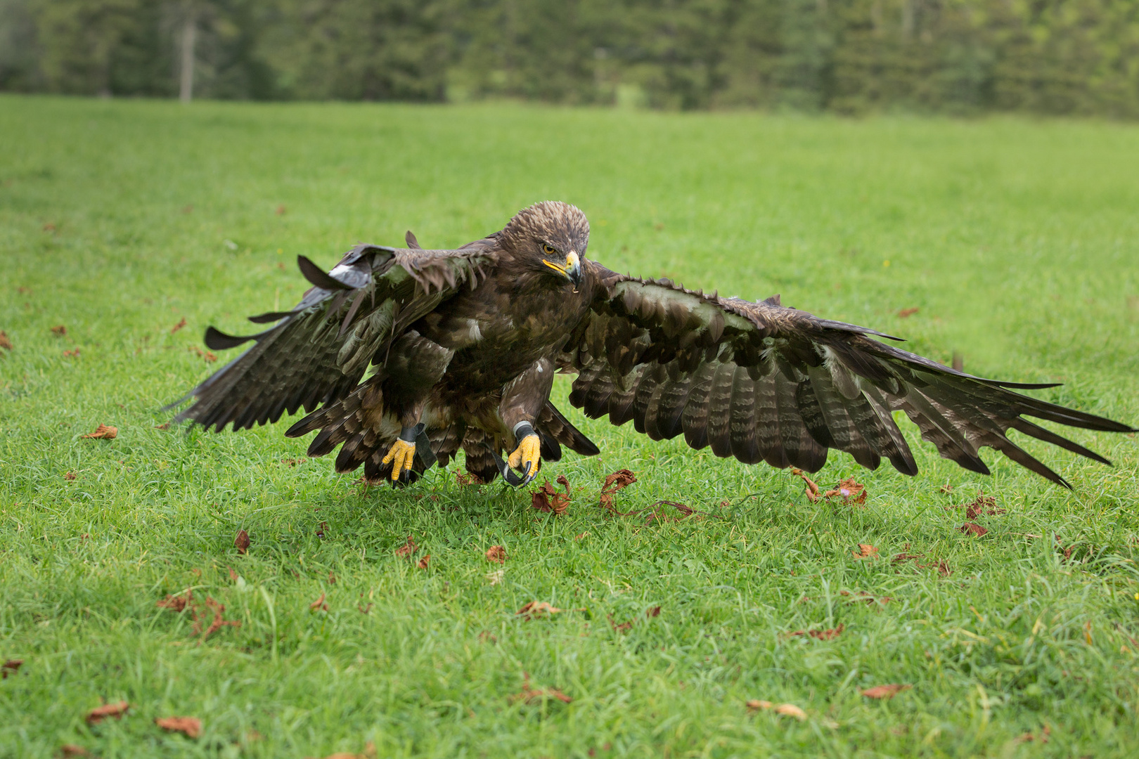 Steinadler 