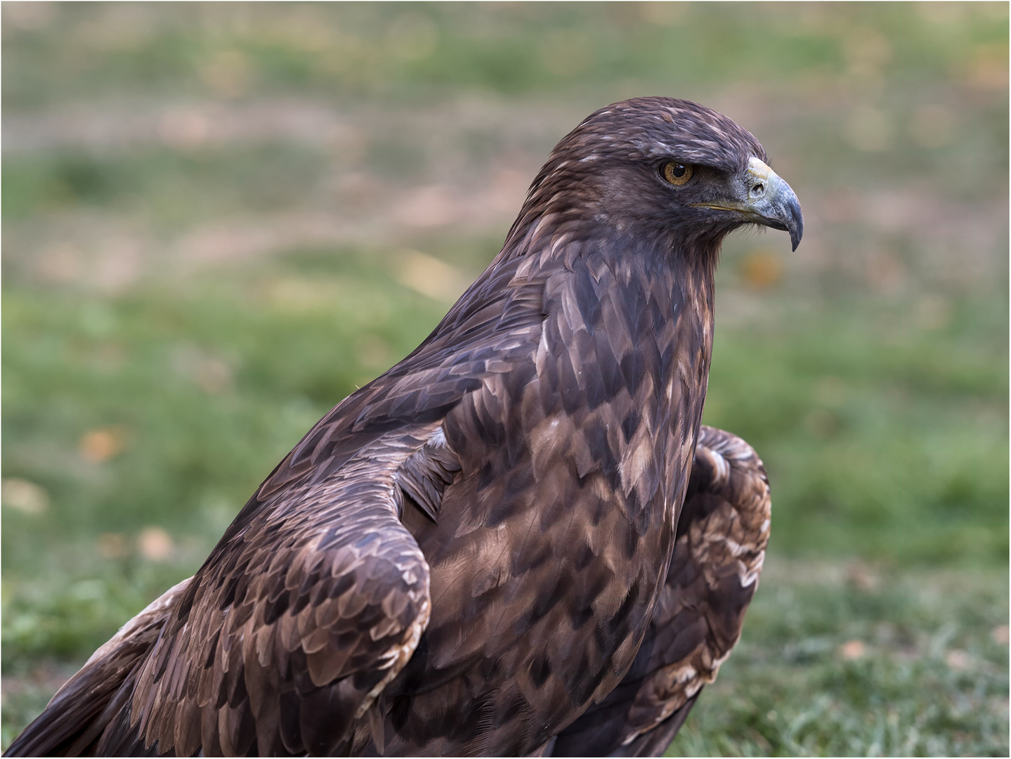 Steinadler